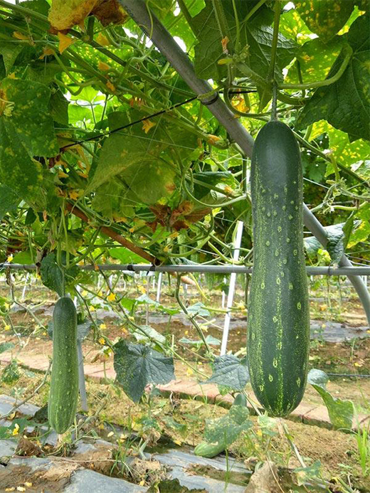 'Jiefeng No.8' Hybrid Cucumber
