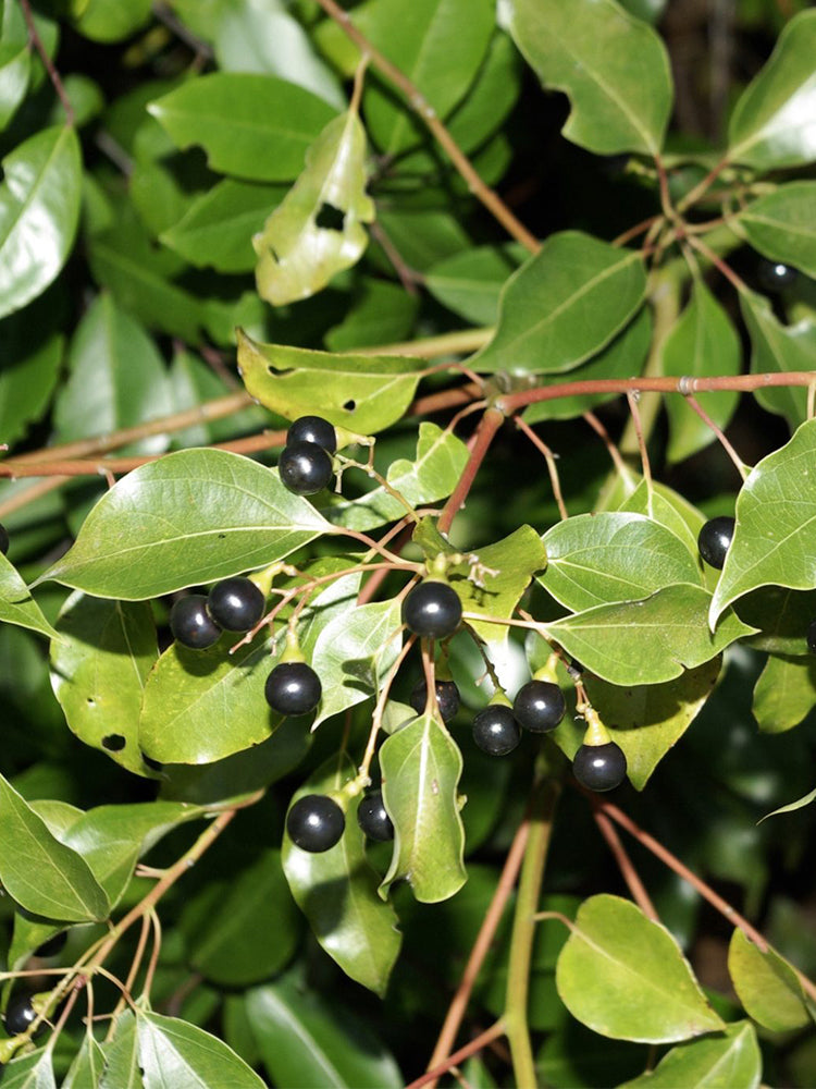 Small Leaf Camphor Tree