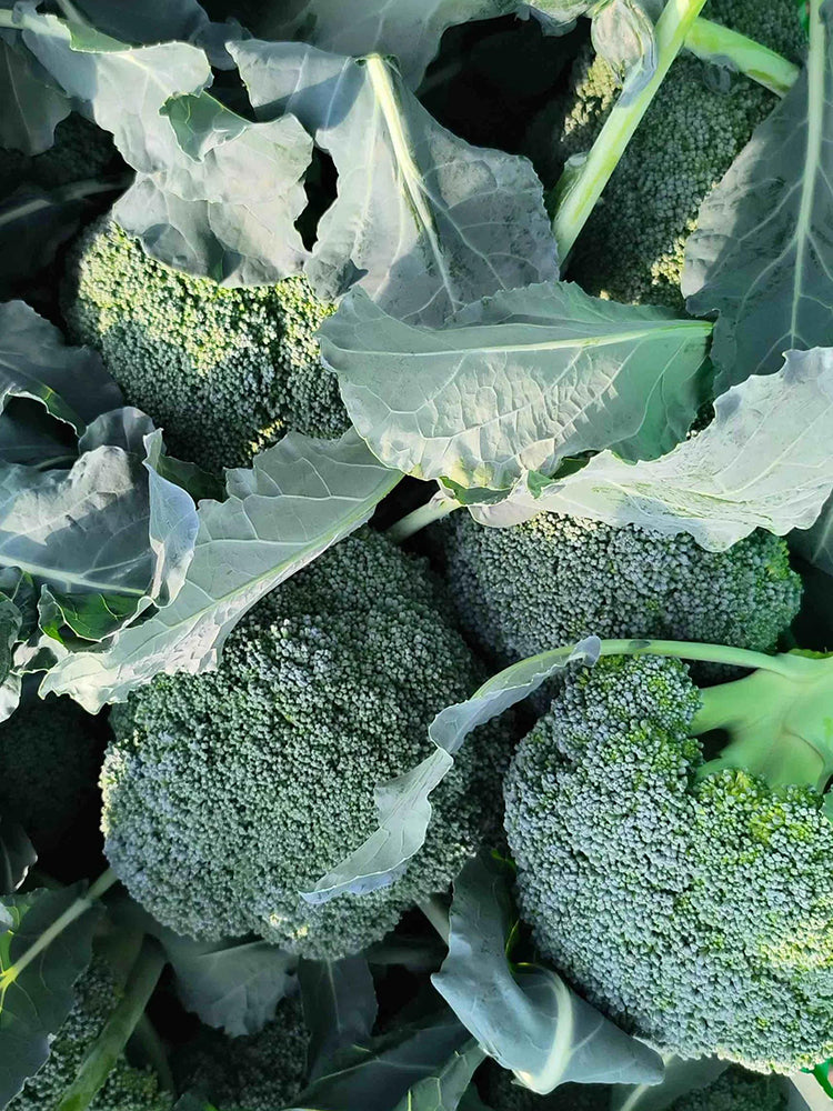 GreenVigour 80 Broccoli