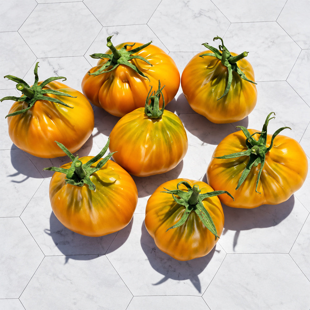 85 Ochre Pear F6 Tomato