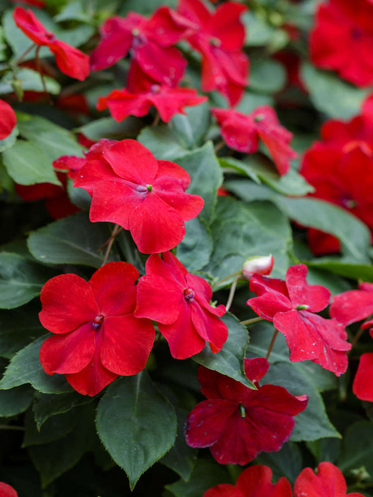 Salsa Mix Impatiens Walleriana