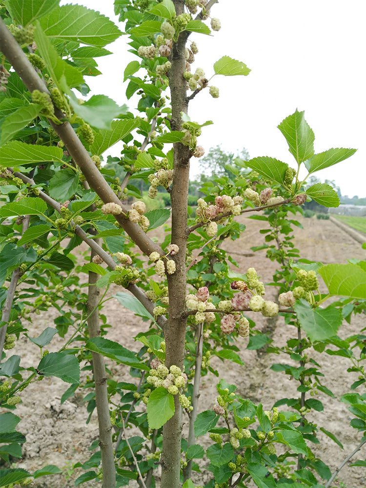 Korean Big White Pearl Mulberry