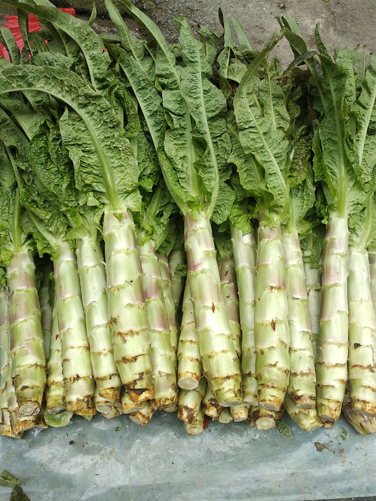 'Jiemei' Pointed-Leaf Red Celtuce