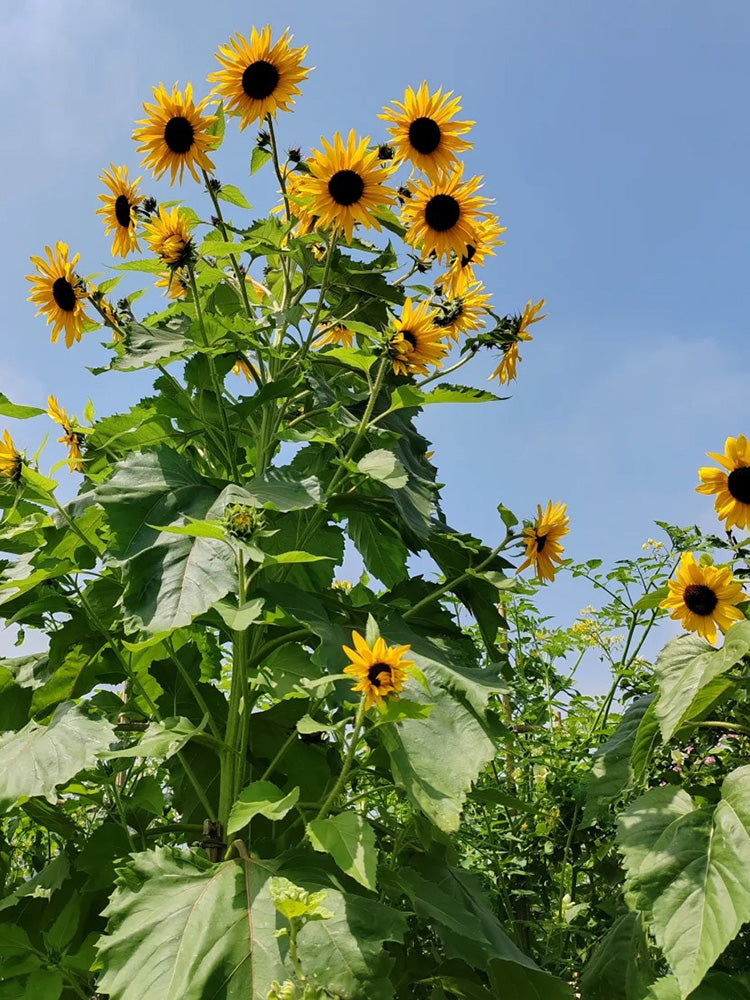 Giant Branching Sunflower