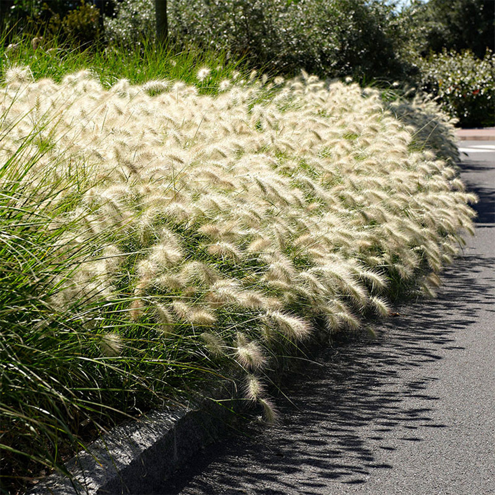 U2223 Long Feathery Fountain Grass