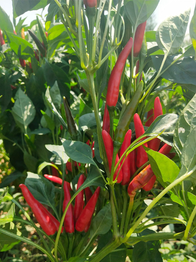 Blazing Upright Cluster Pepper