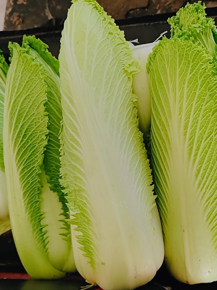 'Green Bamboo 70' Chinese Cabbage