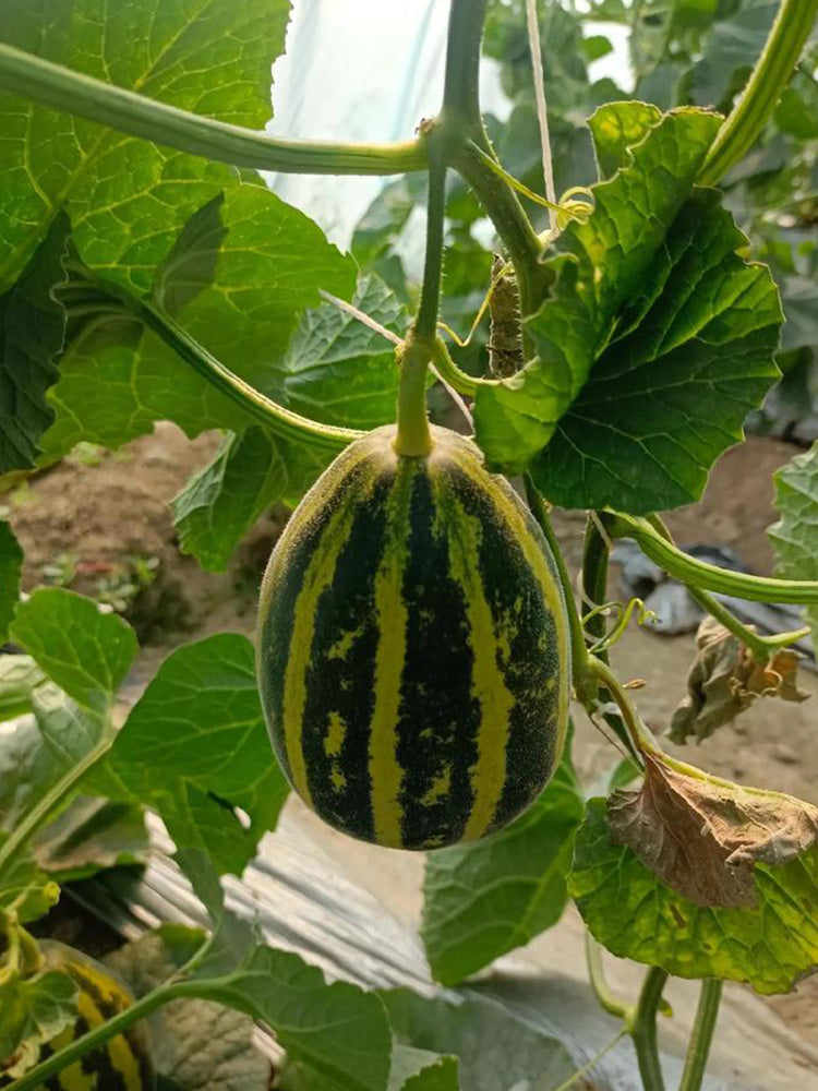 Bingtangzi High-Sugar Melon