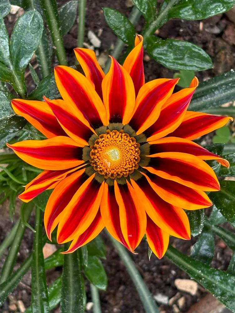 Gazania