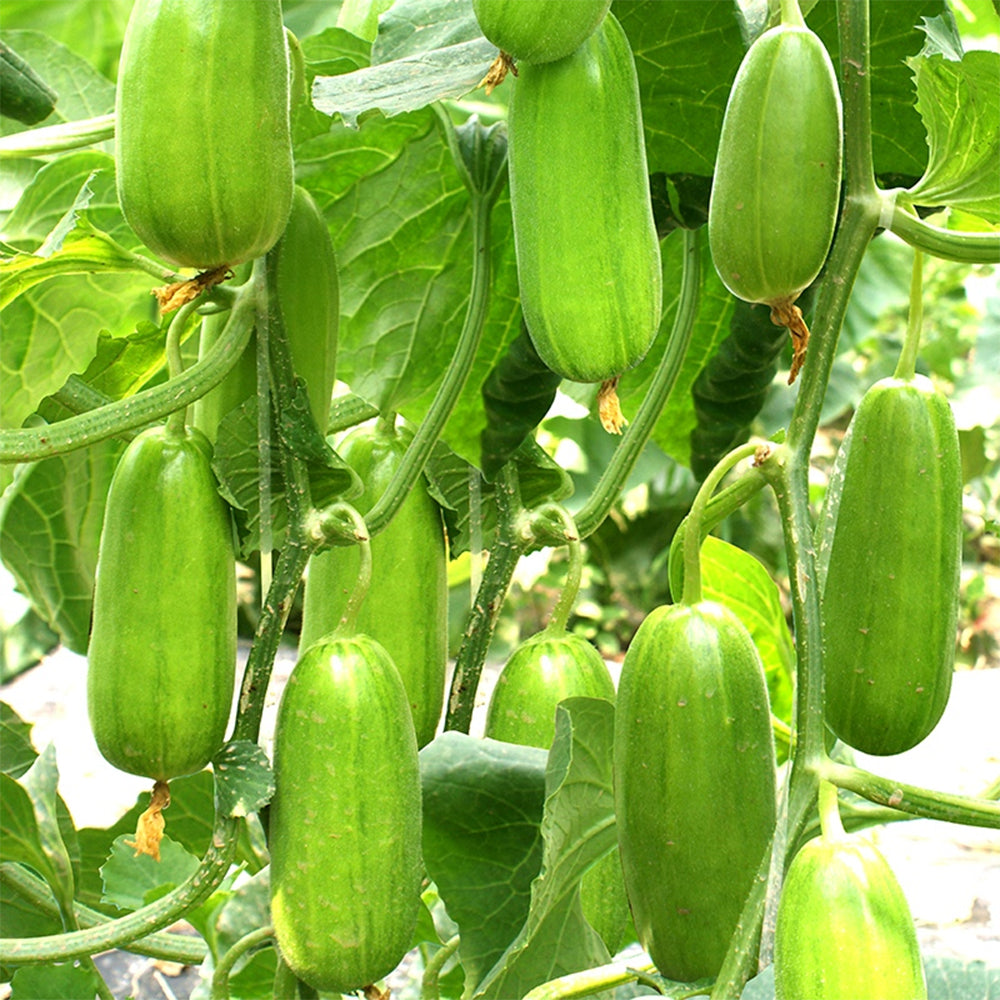 5 Bags (2 grams / Bag) of Eight-ridged Crispy Cucumber Seeds, Fragrant and Sugar-free Melon