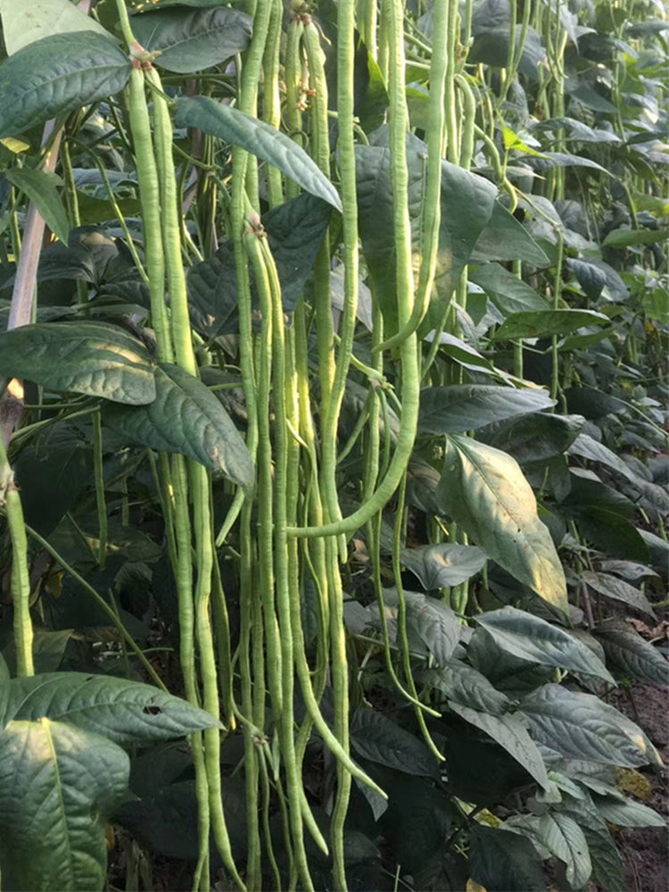 Chunxiu No.7 Long Beans