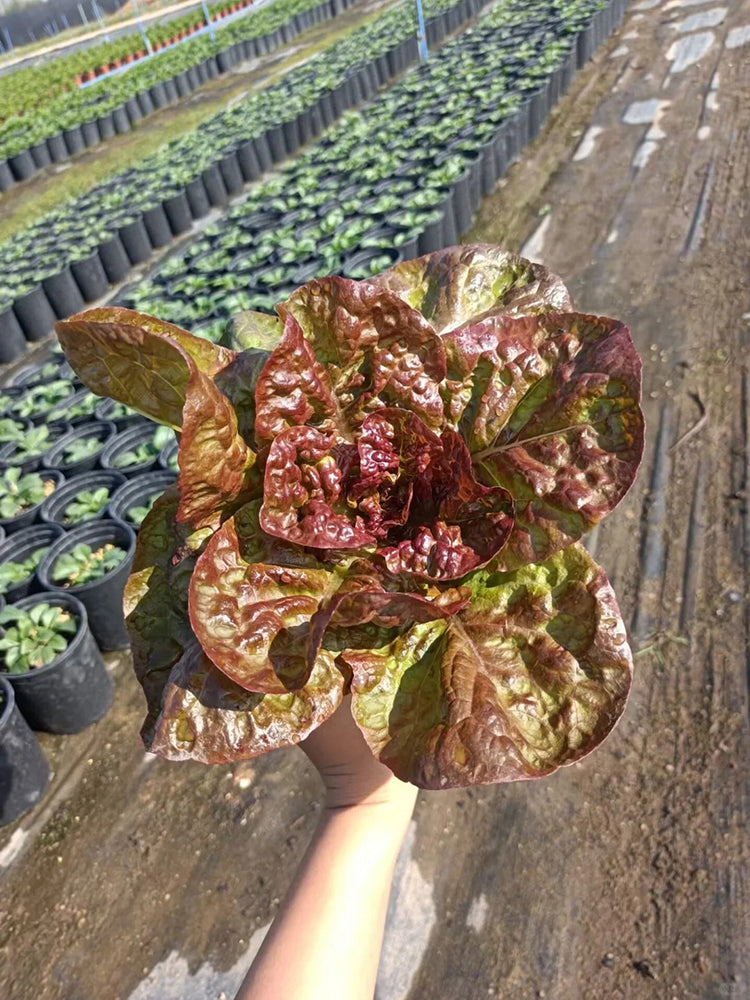 'Amethyst Cream' Lettuce