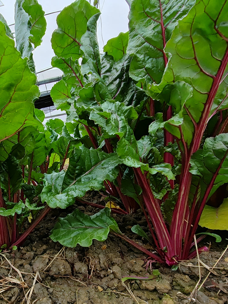 Jiemei Red-Leaf Beet