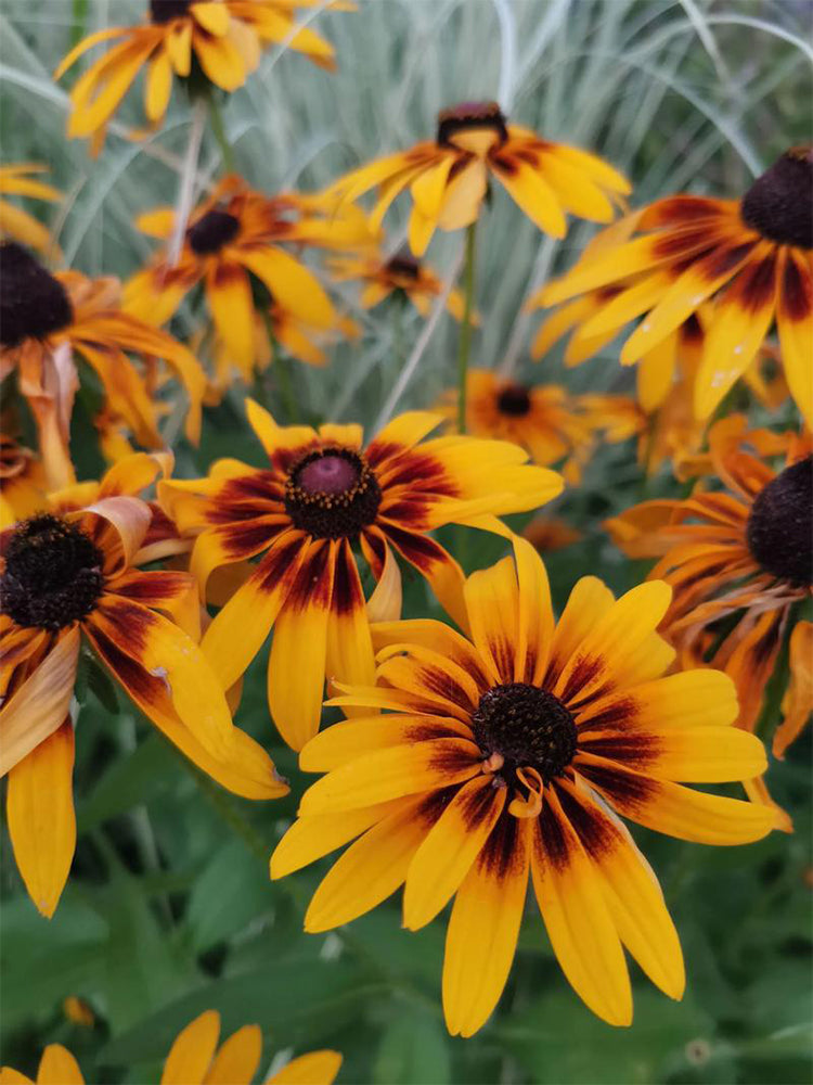Hezhichun Tall Black-eyed Susan