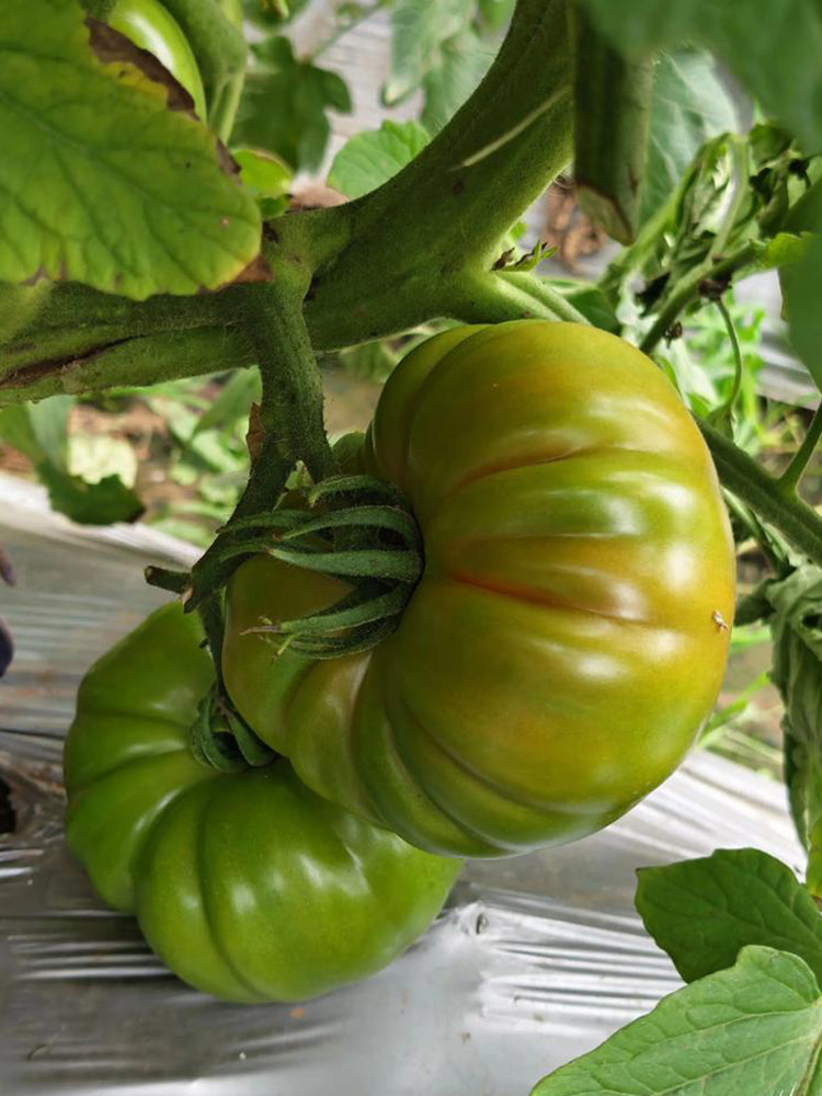 Green Steak Tomato