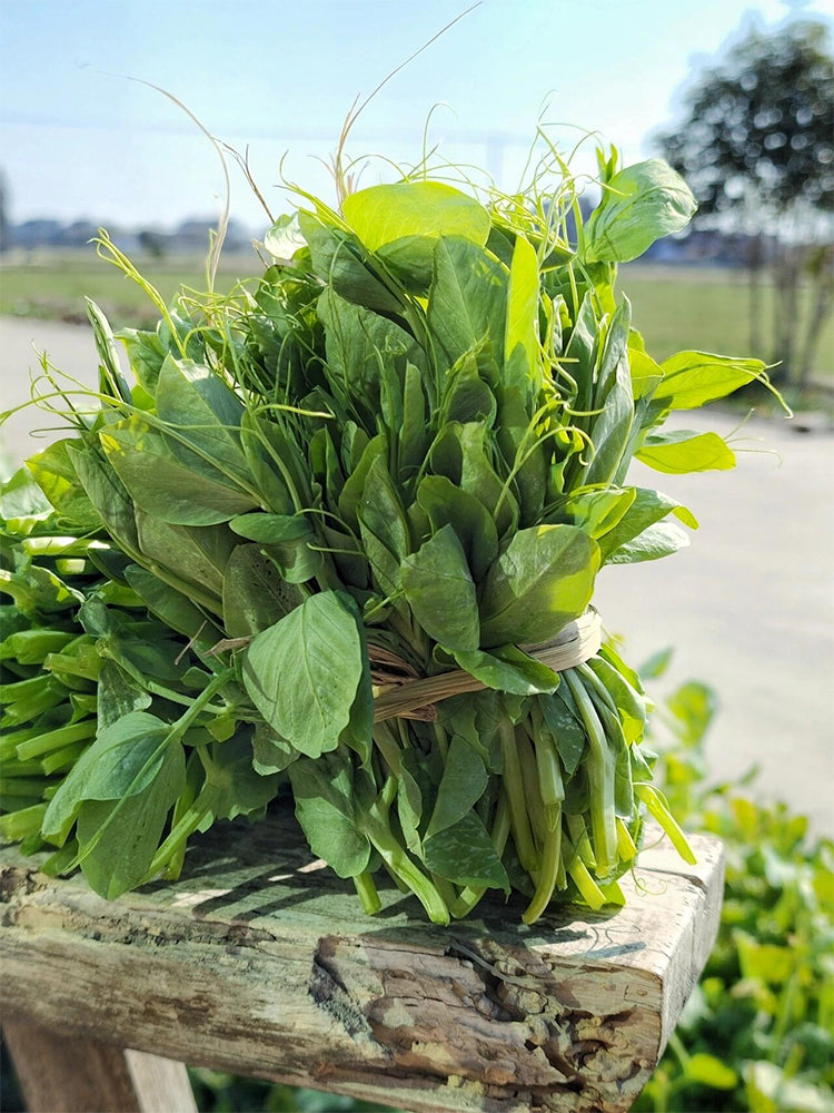 Jiemei Beardless Pea Shoots