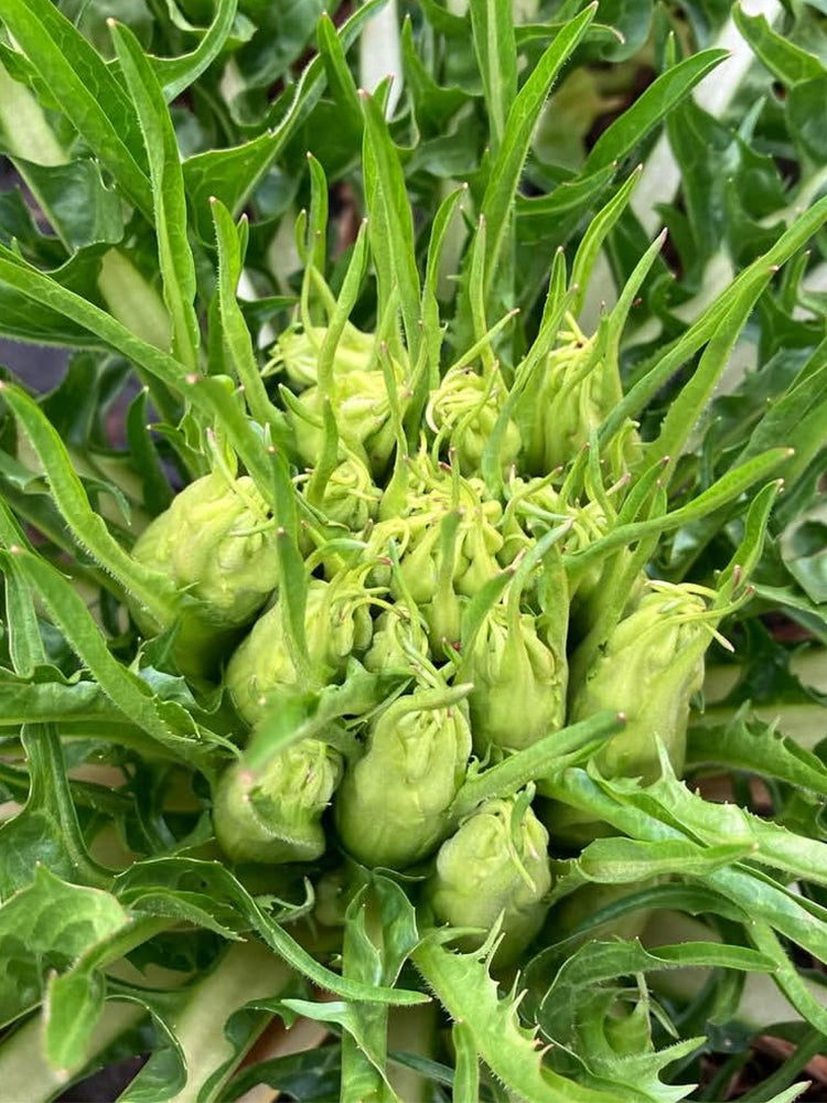 Puntarelle Chicory