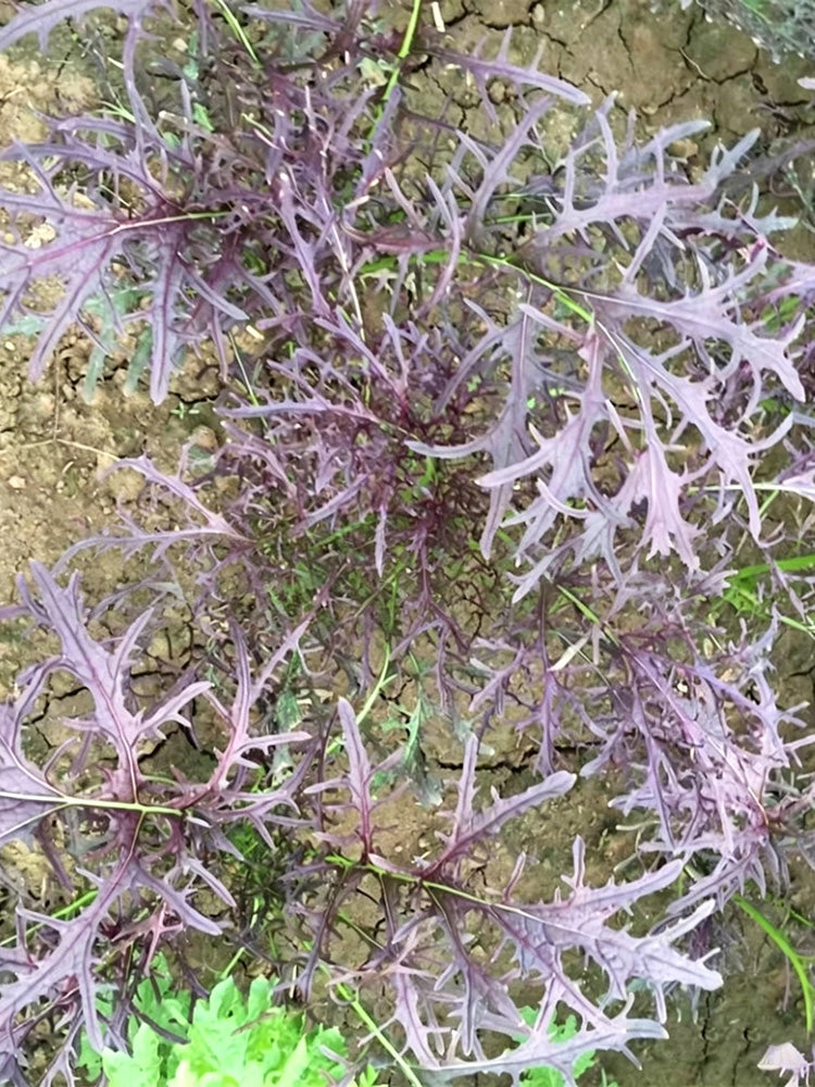 Fine-Leaf Purple Mustard