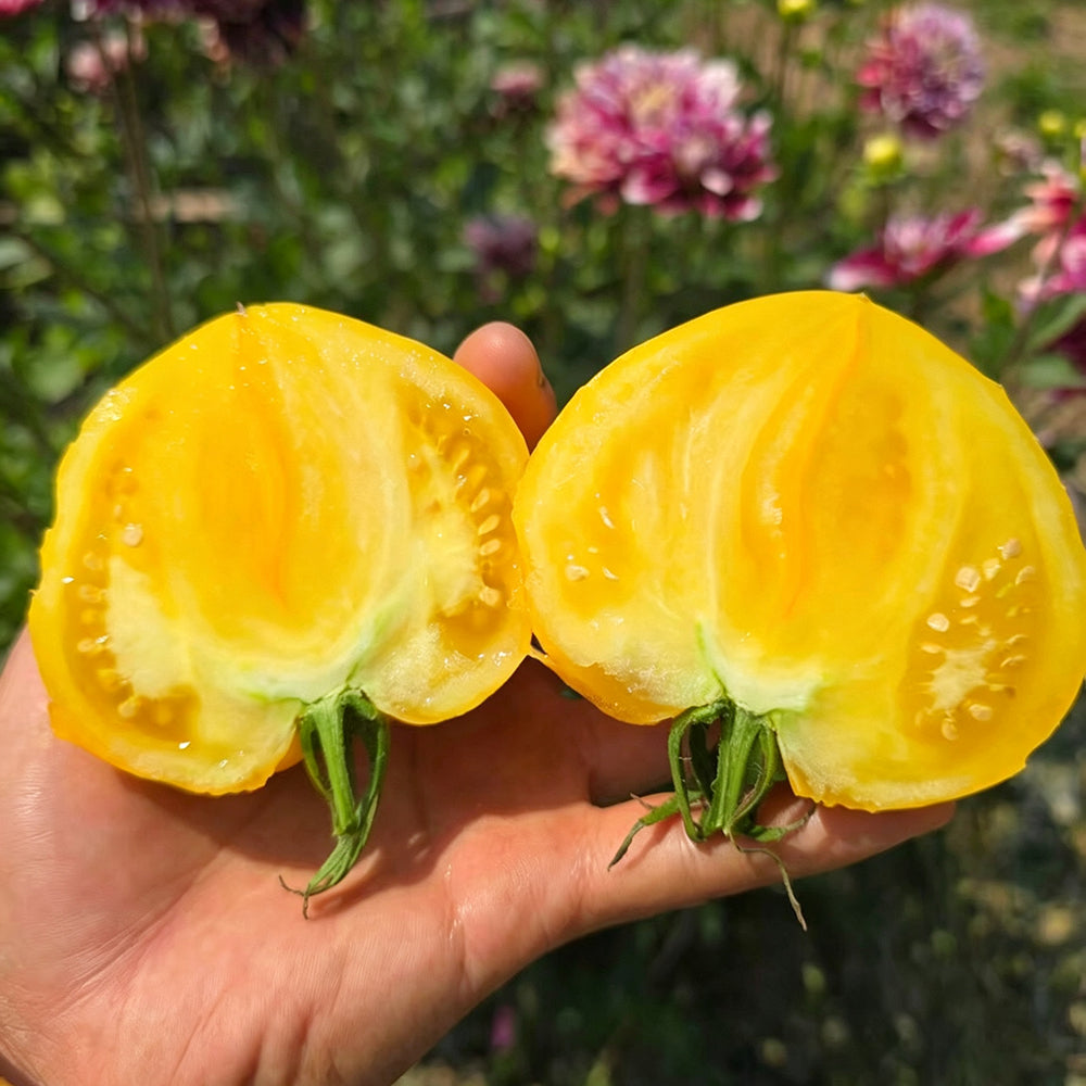 639 Anna Banana Russian Tomato