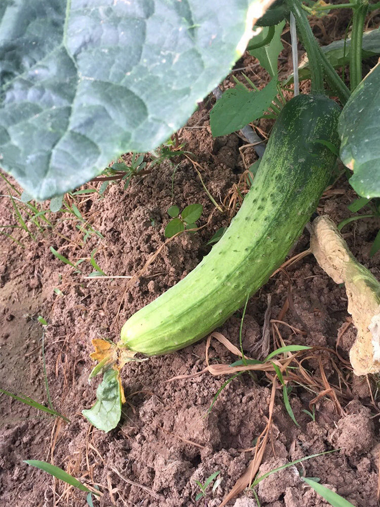 'Superior' Classic Fruit Cucumbers