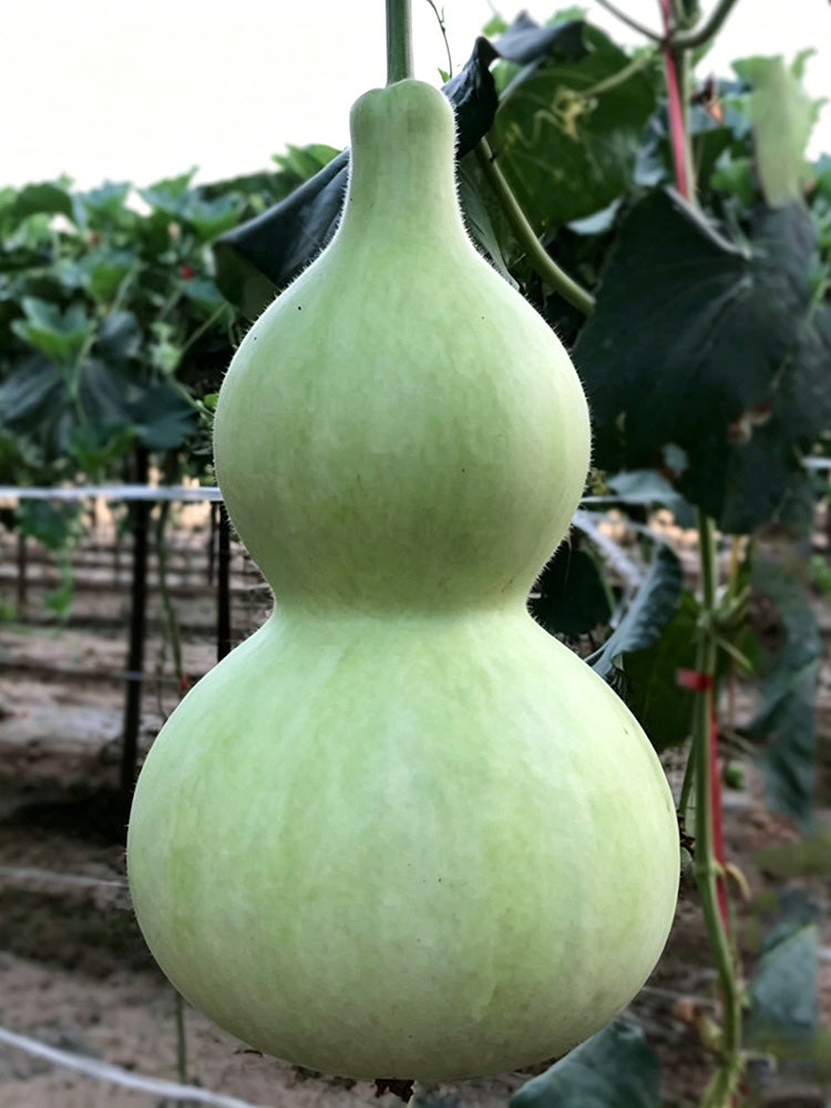Extra-Large Bottle Gourd