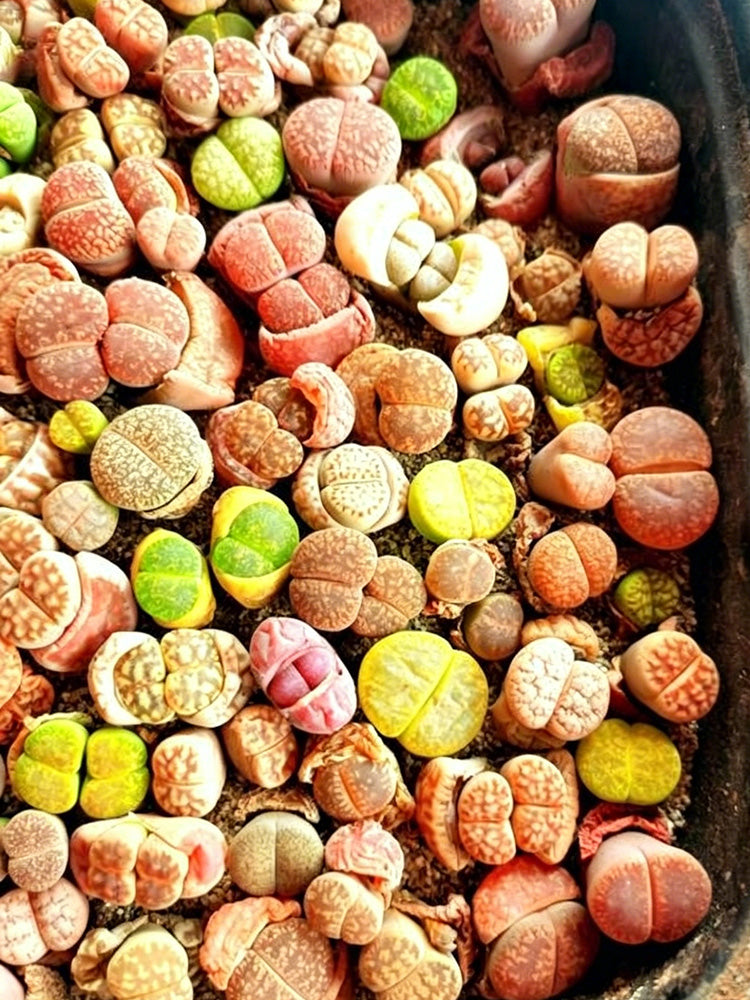 Mixed Lithops