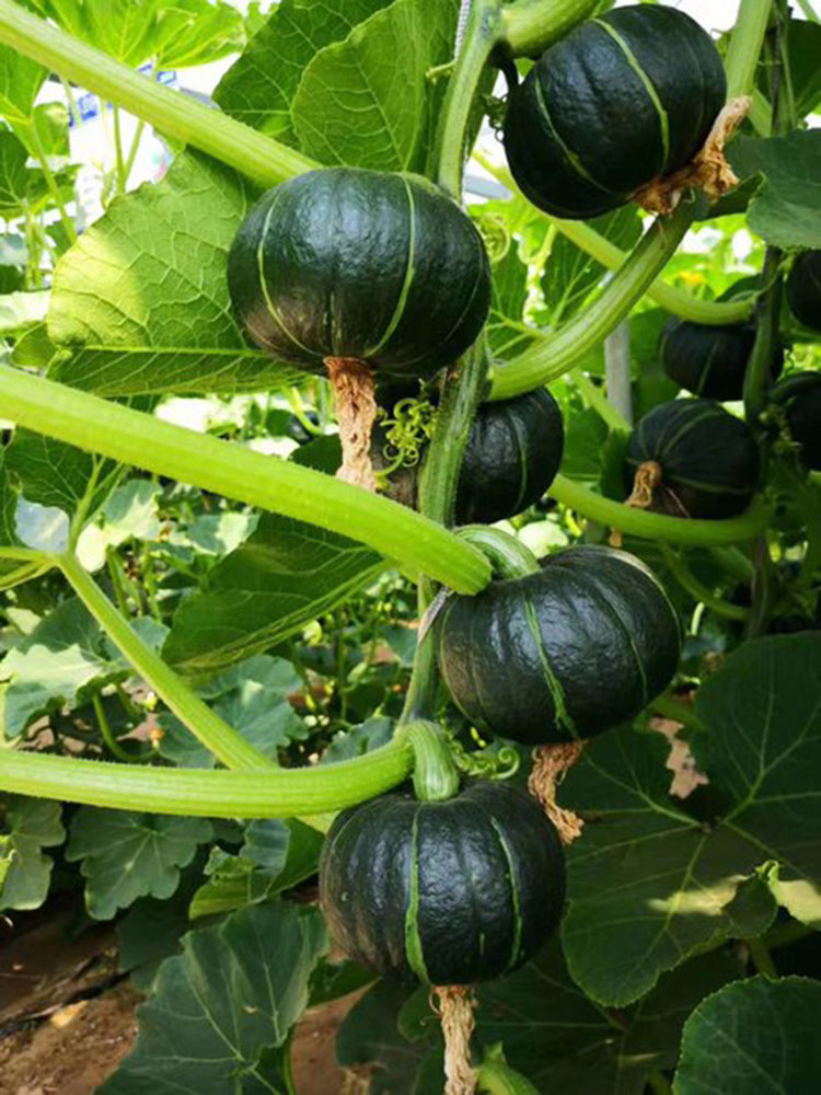 Zhongbei No.2 Pumpkin