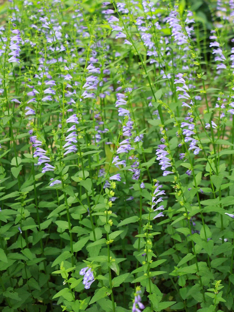 Barbed Skullcap