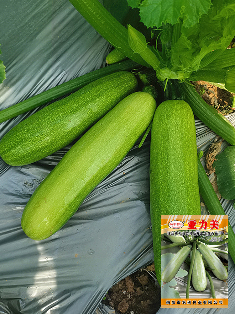 'Yalimei' Zucchini