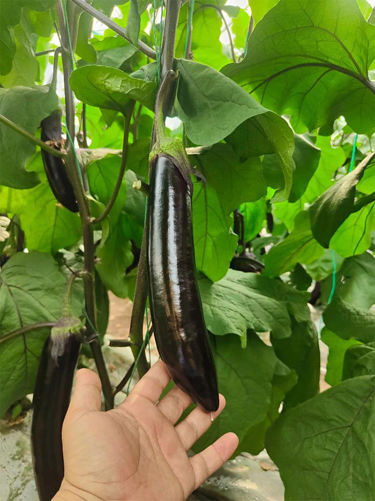 'Yuqie No.5' Eggplant