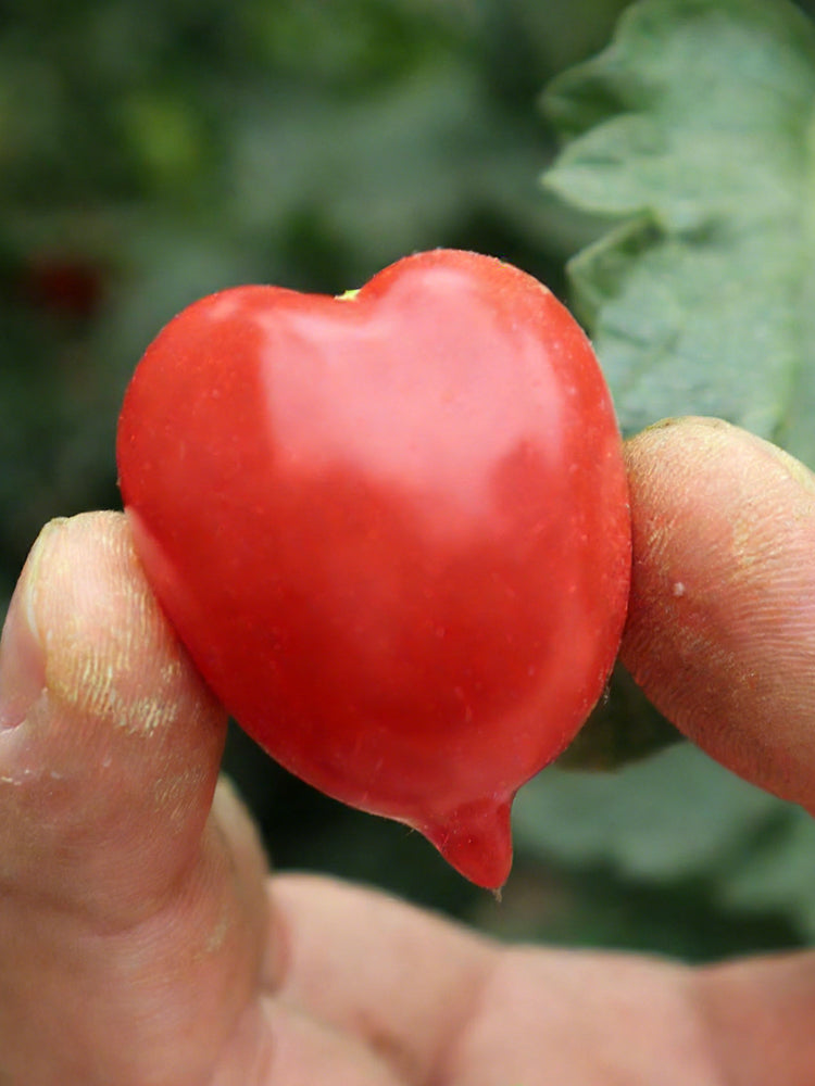 'Jingfan Fenxing No.2' Tomato