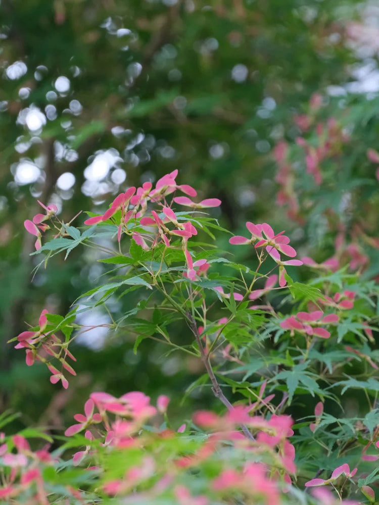 Shallow Lobed Green Leaf Japanese Maple