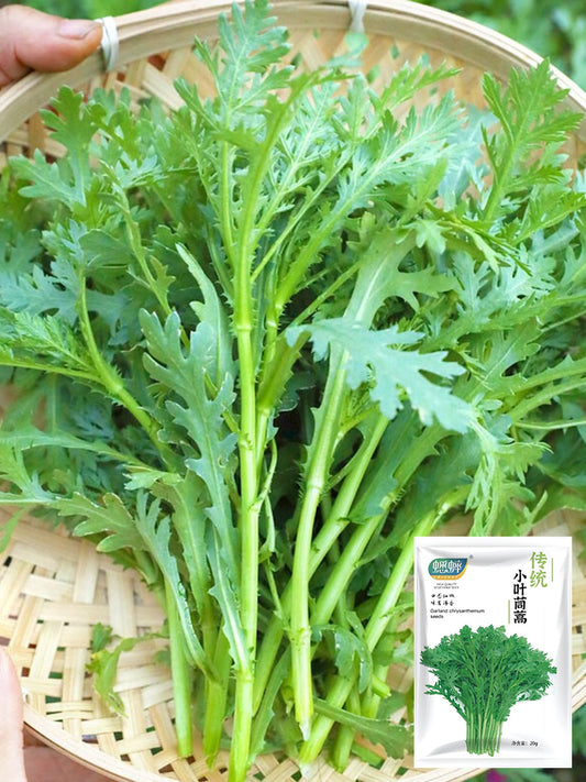 Fine-Leaved  Garland Chrysanthemum