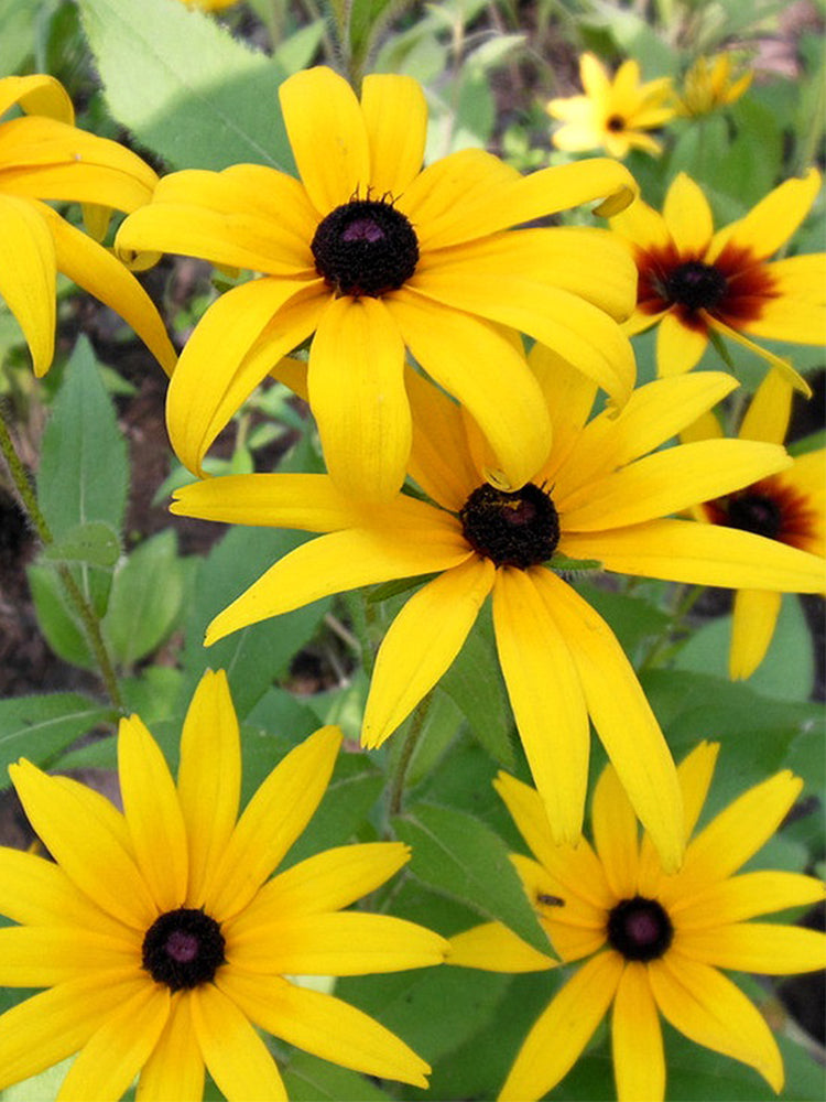 Hezhichun Dwarf Black-eyed Susan