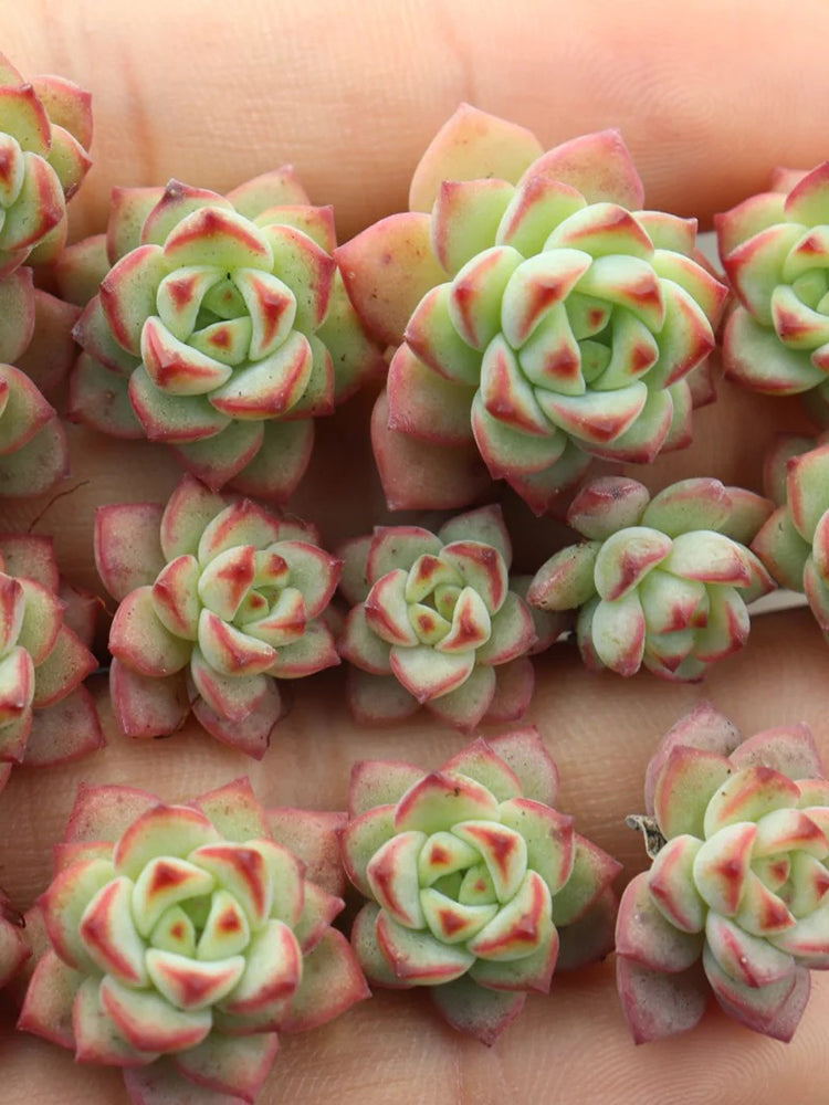 Echeveria Caramel Spirit