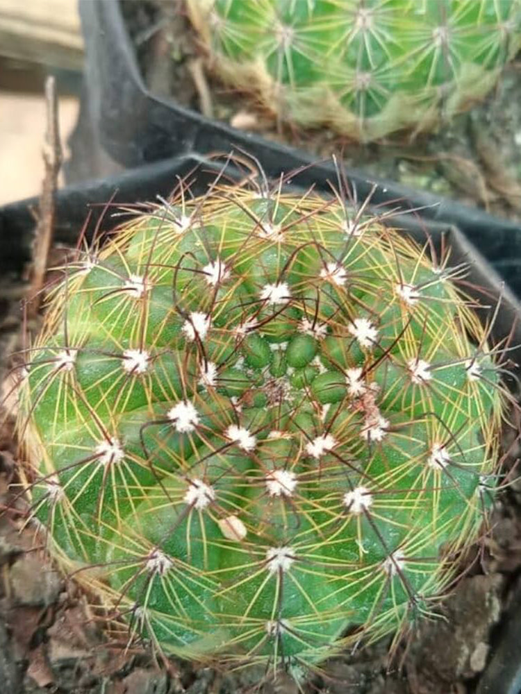 Parodia ottonis