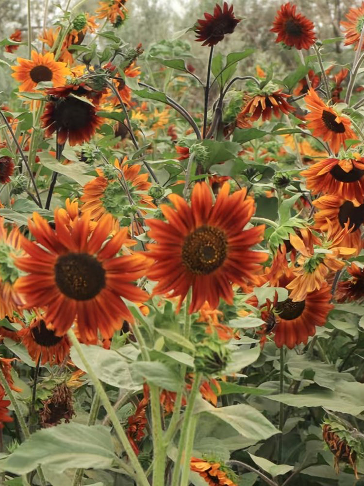 'Magician' Ornamental Sunflower