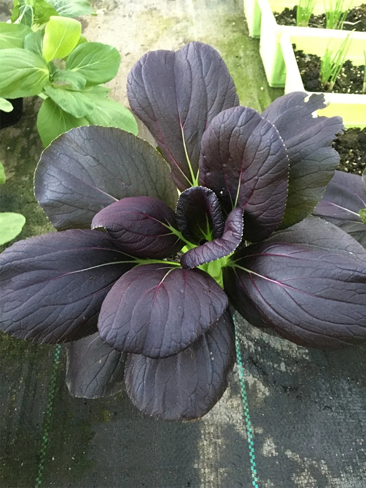 'Zitong' Purple Bok Choy