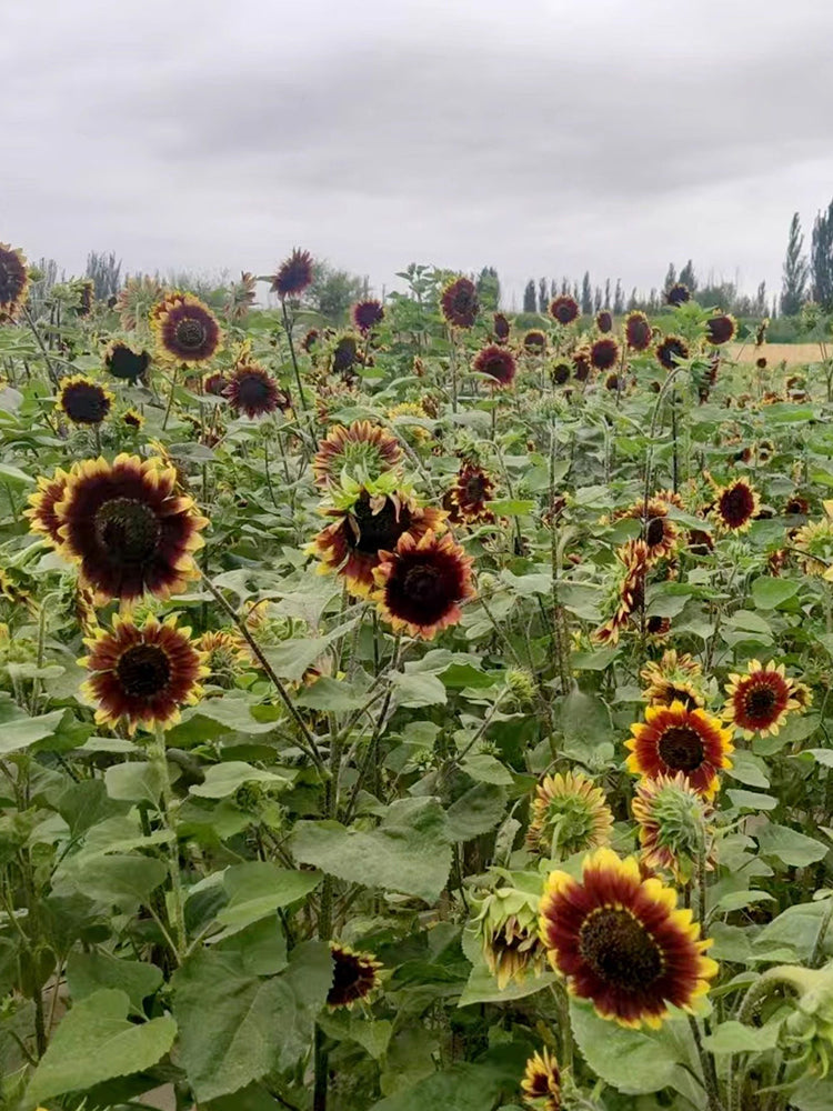 'Sunset Glow' Ornamental Sunflower