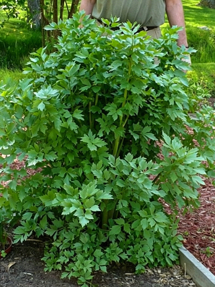 Garden Lovage