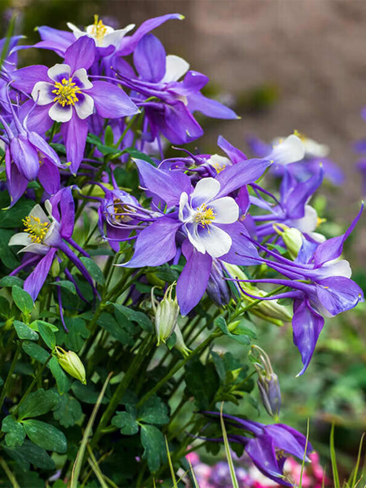 Hezhichun Aquilegia 'Cat's Paw Mix'