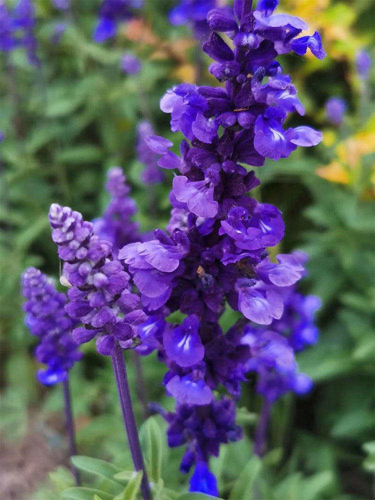 Blue Sage