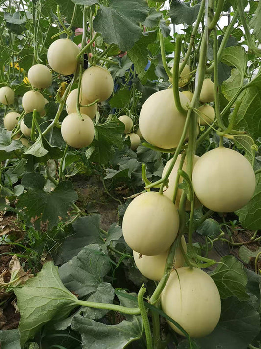 Caidu Jinyu No.12 F1 Melon