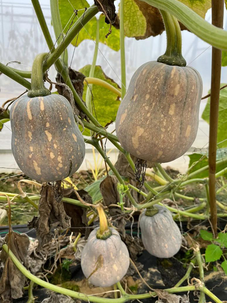 Honey Aroma Mini Pumpkin
