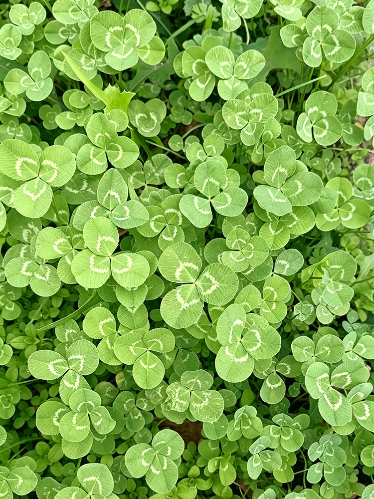 White Mini Clover