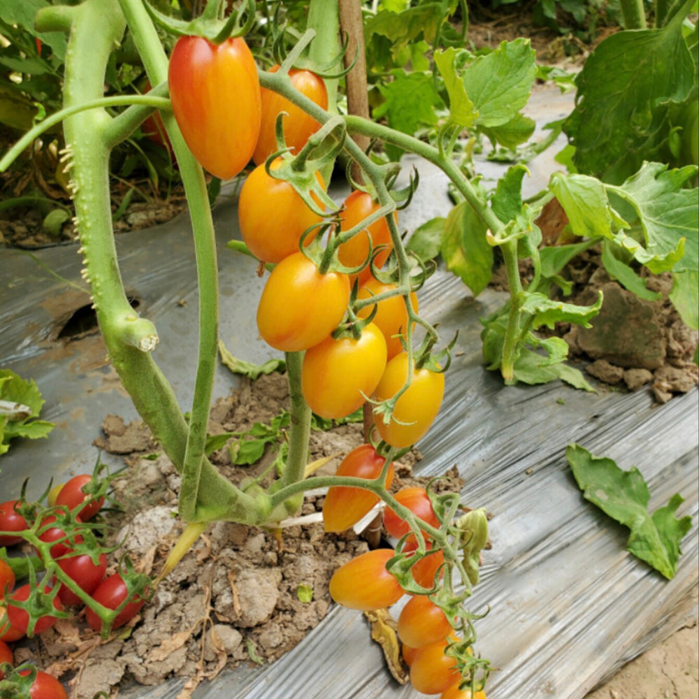 594 Pink Cat Bicolor Tomato