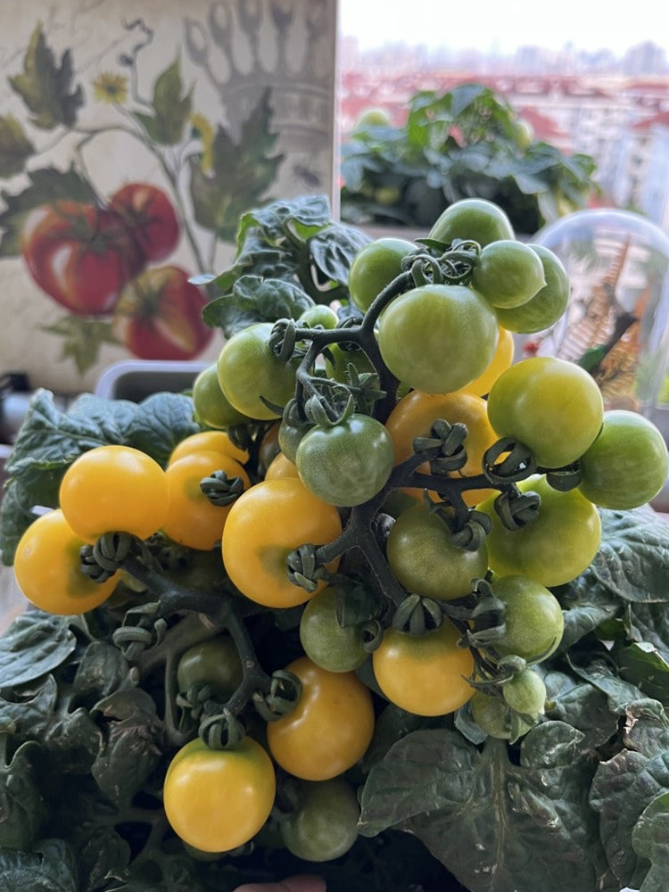 'Bunny Hop' Micro Dwarf Tomato