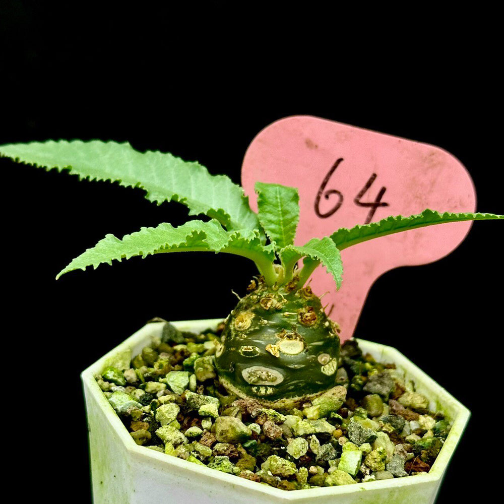 W955 Dorstenia crispa