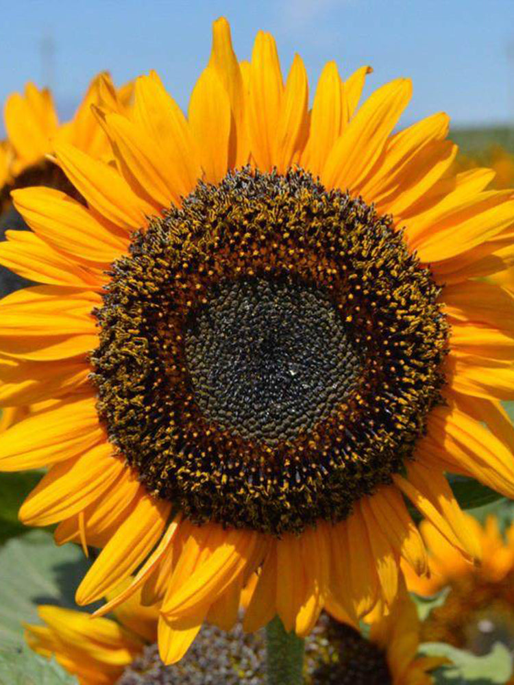 'Little Black Bear' Ornamental Sunflower