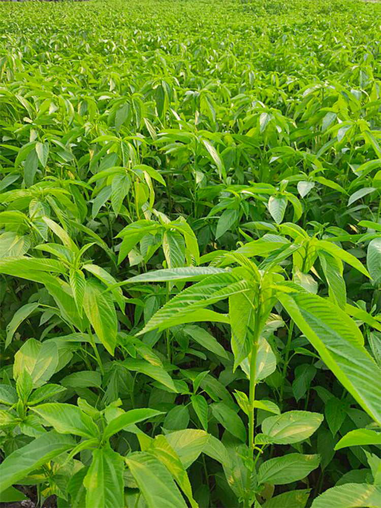 Jute (Corchorus capsularis L.)